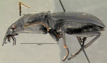 Media type: image;   Entomology 30363 Aspect: habitus lateral view